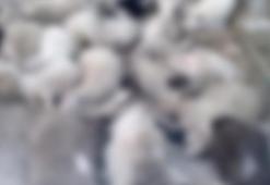 Ankara’da sokak köpekleri saldırısı: 40 kuzu telef oldu