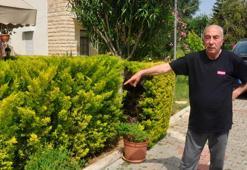 Komşusunun ağaçlarını kesmekten, 6 yıl hapsi istendi