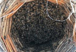 Sahte bal uyarısı, kilosu en az 1000 lira! ‘Gerçek bal diye ucuza veriyorlar’