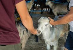 Kurbanlık fiyatları ne kadar 2023 (büyükbaş, küçükbaş)? Kurbanlık koyun, dana, koç, tosun fiyatı kaç TL? Diyanet kurbanlık fiyatları 2023!