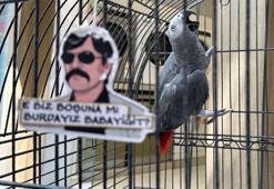 'Pala' isimli papağan kargalara imrendi, Türkçeyi unuttu
