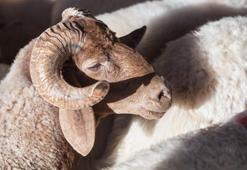 Kurbanlık fiyatları 2023! Kurbanlık koç, dana, tosun, koyun fiyatları ne kadar? Küçükbaş büyükbaş kurbanlık fiyatları!