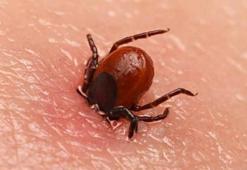 Ölümcül kabus geri döndü! 20 yıldır çaresi bulunamıyor