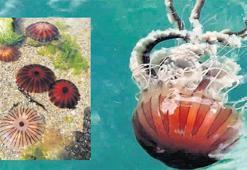 Marmara’da büyük tehlike: Pusula denizanası