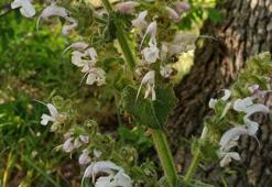 Bu çiçeği koparan yandı! Cezası 244 bin 315 lira