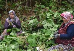 Şeker hastalığına ve metabolizmaya şifa! Özel bakımı yok, ormanda yetişiyor