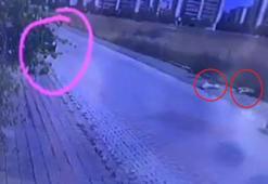 Otomobilden pompalı tüfekle ateş edip 2 köpeği öldüren şüpheli yakalandı