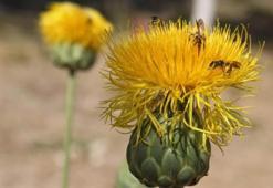 Bu çiçeği koparmanın cezası 244 bin TL