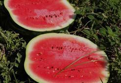 Karpuz fiyatları değişti! Kilosu 5 liraya kadar düştü
