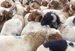 Kurbanlık koç koyun fiyatları ne kadar, kurbanlıklar kaç para (TL)? Bu sene Diyanet büyükbaş küçükbaş kurbanlık fiyatları belli oldu mu? 2023 kurbanlık fiyatları ne kadar olur?