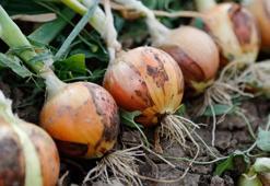 Üreticide yüzde 50, markette yüzde 24 düştü! Kuru soğan fiyatı ile ilgili yeni açıklama