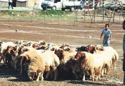 Yurtiçi ile yurtdışı vekaleten kurban hisseleri arasında neden fiyat farkı var?