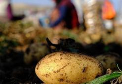 İstanbul'da mayıs ayının en fazla pahalanan ürünü patates oldu