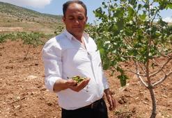 Dolu yağışı ‘yeşil altın’ı vurdu