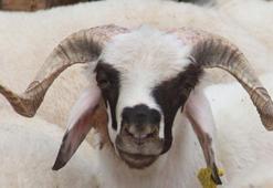 Kızılay kurban bedeli 2023! Kızılay kurban bağış bedeli ne kadar, yurtiçi ve yurtdışı kurban vekalet bedeli kaç TL?