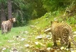 Anadolu leoparı görüntülendi; 'Efsane bu kadim topraklarda' notuyla paylaşıldı