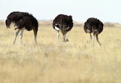 Falda Deve Kuşu Görmek Ne Demek? Kahve Falında Deve Kuşu Nasıl Yorumlanır?