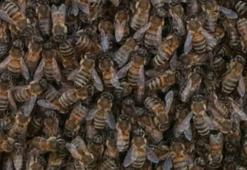 İstanbul'da birçok ilçede arı tedirginliği