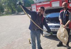 Arabanın motorundan çıkan 2 metrelik yılan hem şaşırttı hem de korkuttu