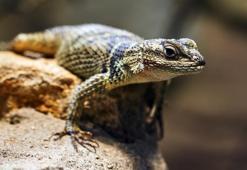 Falda Kertenkele Görmek Ne Demek? Kahve Falında Kertenkele Nasıl Yorumlanır?