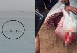 Köpekbalığı saldırısına uğrayan Rus turist öldü