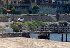 Bodrum'da sahili domuzlar bastı, o anlar kameralara yansıdı