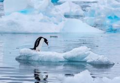 Falda Penguen Görmek Ne Demek? Kahve Falında Penguen Nasıl Yorumlanır?