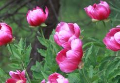 Kazdağı'nda 2 türü bulunuyor! Bu bitkiyi koparmanın cezası 244 bin lira