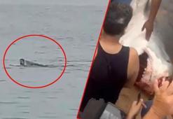 Rus turisti katleden köpek balığı yakalandı! Kalıntıları içinden çıktı