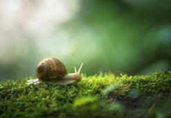 Falda Salyangoz Görmek Ne Demek? Kahve Falında Salyangoz Nasıl Yorumlanır?