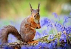 Falda Sincap Görmek Ne Demek? Kahve Falında Sincap Nasıl Yorumlanır?