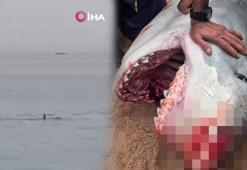Katil köpek balığı için profesörden ürperten yorum: Mısır'da ölen Rus turist ilk vakası olmayabilir