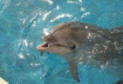 Falda Yunus Balığı Görmek Ne Demek? Kahve Falında Yunus Balığı Nasıl Yorumlanır?