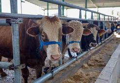 Kurbanlık alacaklar dikkat! Bakanlık tek tek açıkladı, işte yapılması gerekenler