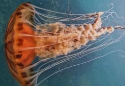 İstanbul’da 4 metrelik zehirli denizanası böyle görüntülendi