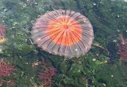 Marmara Denizi'nde 'Pusula Denizanası' tehdidi