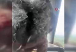 Uçağa çarpan kuş kokpite girdi, pilot kanlar içinde kaldı