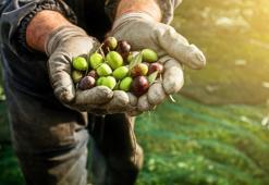 Zeytin Kaç Kalori? Zeytin Besin Değerleri Ve Kalorisi...