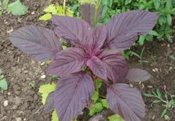 Ölümsüzlük bitkisi olarak biliniyor, şeker ve çölyak hastalığına şifa!  'Alternatif yem bitkisi'