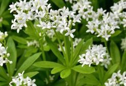 Yoğurt Otu Nedir? Yoğurt Otu Faydaları Nelerdir?