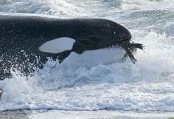 Katil balinaların sıradaki planı ne?