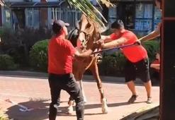 Manisa'daki törende ata uygulanan şiddete yönelik yoruma bin 300 lira ceza