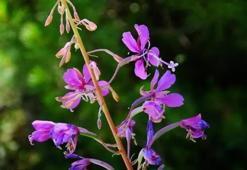 Yakı Otu Nedir? Yakı Otu Faydaları Nelerdir?