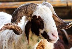 Kurban kesecekler traş olabilir mi? Kurban Bayramı'ndan önce traş olmak caiz mi?