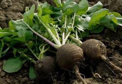 Turp Otu Nedir? Turp Otu Faydaları Nelerdir?