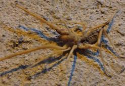 ‘Sarıkız’ örümceği paniği! Oldukça zehirli, 1 metreye kadar zıplayabiliyor