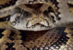 Kapıkule’de 28 piton yılanı ele geçirildi