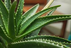 Aloe Vera Nasıl Kullanılır? Aloe Vera Kullanırken Yapılması Gerekenler...