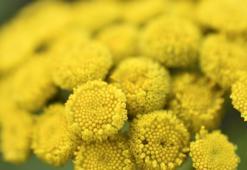 Altın Otu Çayı Nedir? Altın Otu Çayı Faydaları Nelerdir?