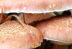 Hemen belirti vermiyor, çok sinsi ilerliyor! 16 saat sonra öldürüyor